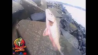 Pesca de orilla || pesca de pargos (cubera)