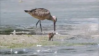 Juvenile Marbled Godwit in Toronto