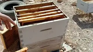 الحلقة 81 رفع الإطارات الزائدة و ضغط النحل تمهيدا للتقسيم في الخريف