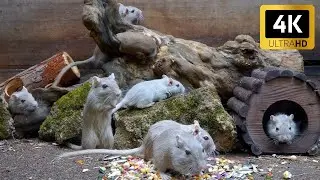 Cat TV Mouse: Real Gerbil Hide & Play Action in Hanging Nests | 4K 60FPS