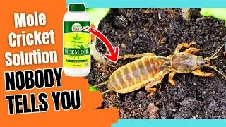 Как быстро избавиться от медведок (проверенные методы)