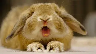 Funny Rabbit Videos Try Not To Laugh | Funniest Rabbit Compilation 2022
