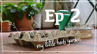 ep 2   starting my little herb garden