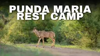 Punda Maria Rest Camp | Accommodation Kruger National Park | Full Camp Tour & Review