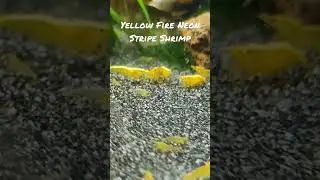 Yellow Fire Neon Stripe Shrimp