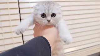 Котенок, который сделал что-то не так и его послушно забрали, был таким милым!