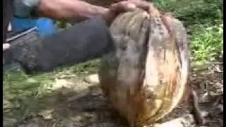 cara mengupas kulit kelapa tua