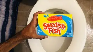Will it Flush? - Swedish Fish