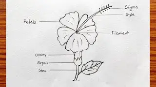 Parts of flower easy | How to labelling a flower | How to draw longitudinal section of flower