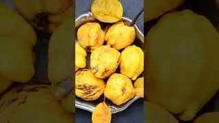 Bahi fruit | Bhai ke fayde | Benefits Of Quince |   बहि के लाभ #safarjal #baidana #bahidana #health