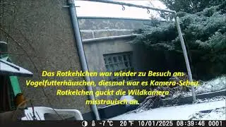 Das Rotkehlchen war wieder zu Besuch am Vogelfutterh&auml;uschen, diesmal war es Kamera Scheu