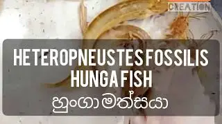 Srilanka cat fish,(heteropneustes fossilis) හුංගා