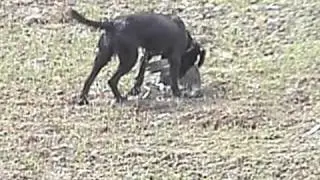 American Dog  Hunt Tests- Wachtelhund Entry