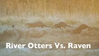 A Morning Photographing River Otters in Grand Teton National Park - Wildlife Photography
