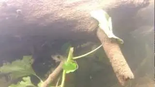 GoPro Hero 2: River Adventure 3 HD