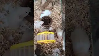 #hamsterlife #smallpets #hamster #viralshort