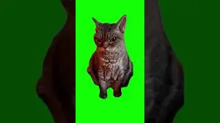 ANGRY CAT GREEN SCREEN MEME TEMPLATE 😂 #greenscreen #shorts