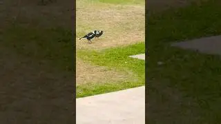 The iconic Australian Magpie# Aussie birds #youtubeshorts