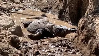 Due to the heat, the Komodo dragon swims