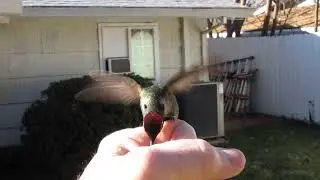 Breakfast Call