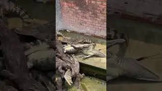 They use magic hooks to catch these crocodiles.🐊 #song #shortvideo #shorts #short #subscribe