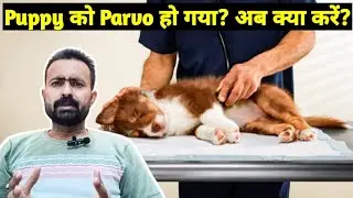 How Dog Gets Parvo Virus? जानिए इसके लक्षण और बचाव!