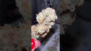 4 months of growing + 2 months of curing before enjoying 🪴💨 #worthit