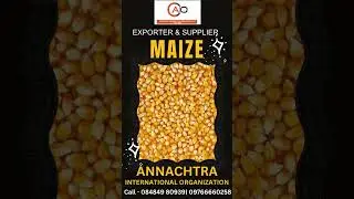 YELLOW MAIZE EXPORT -  ANNACHTRA INTERNATIONAL ORGANIZATION - #YELLOMAIZE