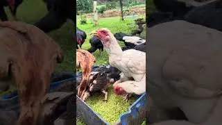 Creating Low-Cost Chicken Feed Mix with Grass: Step-by-Step Guide - Napier grass