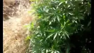 Green Thumb's Cannabis Tip of The Day: Increase Yield