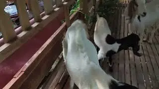 AFH GOAT CAGE REVIEW, 29 NOV 2025