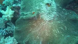 Mertens Carpet Sea Anemone (Stichodactyla mertensii) - Natewa Bay, Vanua Levu, Fiji - April 17, 2025