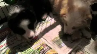 7 weken oude puppy broers - hele verhalen tijdens kauwen op kluifjes