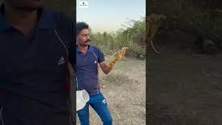 Common Send Boa snake Nonvenomous #shortsvideo #snakecatcher #snakevideo #boa #snake#india#animals￼￼
