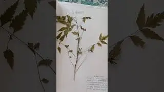 10 лекарственных растений проекта &laquo;Гербарий&raquo; по биологии || #biologyclass12 #гербарий #таксономический #проект