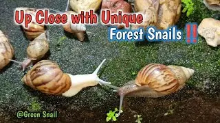 A close-up look at the unique forest snail colonies #Nature #Wildlife #Animals