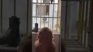 #dog#puppy 🐶 #Two little ones playfully bickering when they meet,