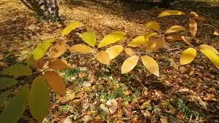 Каштан съедобный (Castanea sp.)
