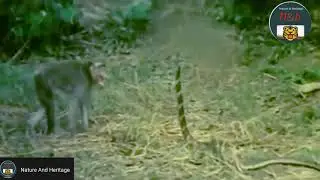 Fierce Fight between Monkey and King Cobra. #NatureAndHeritage🐯. |Venomous King Cobra| |Wildlife's|