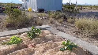 Planting Brassicas in My Desert Raised Bed | Olla Watering + Pine Mulch Protection
