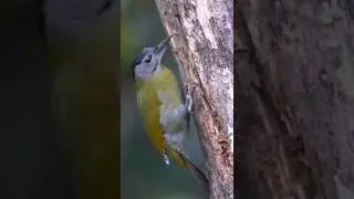 Grey Headed Woodpecker