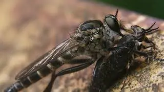 アカバネゴマフアブ Chrysozona rufipennsis の体液を吸うヒサマツムシヒキ Tolmerus hisamatsui