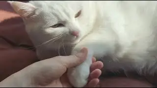 [English Sub] The legal way to hold a cat&rsquo;s paw