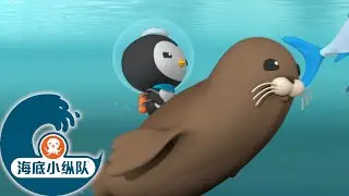 海底小纵队 - 英勇的斑海豹 | 海底探险