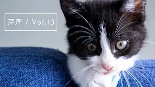 保護猫｜主と遊んであげるけど足首も狙う子猫｜梱包材に威嚇するけどまだ弱い赤ちゃん猫