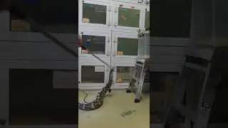 Gaboon Viper is faster than you think..