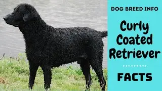 Curly Coated Retriever dog breed. All breed characteristics and facts about Curly Retriever dogs