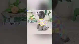 🐕&zwj;🦺Cute Small Dog Clothing #PetClothes #boydogclothing #doglover