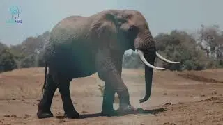Elephant Frequency 174Hz | Deep Grounding Meditation for Inner Stability & Relaxation