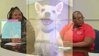 Broward Animal Care on Island TV! 🐾 Konekte + Summer Bash Vibes! Kreyol! #BrowardCounty #AminalCare